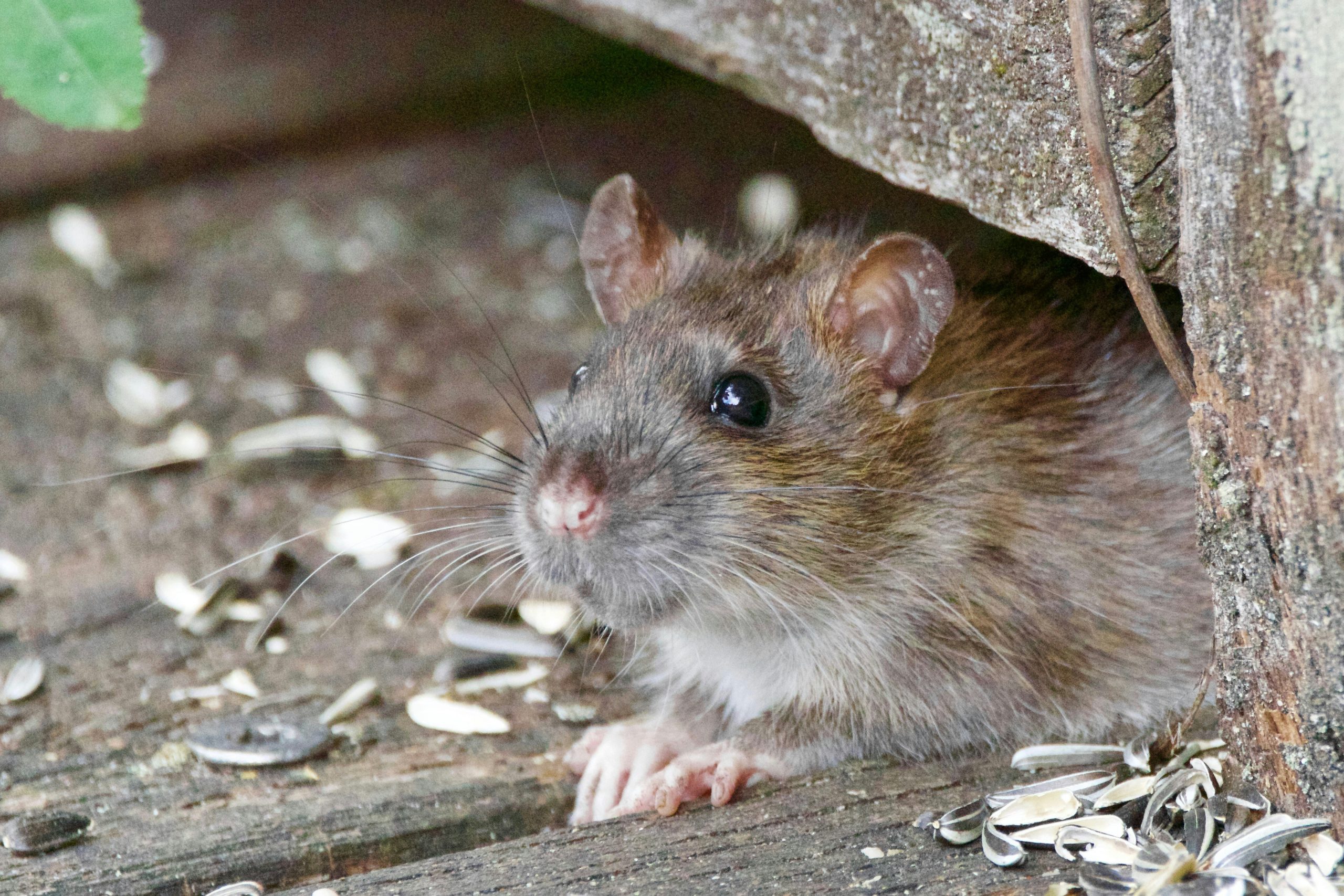 rat so gross