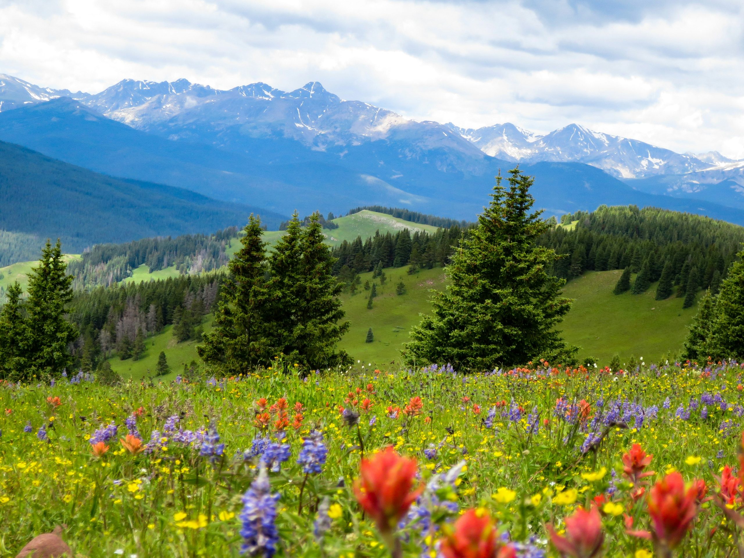spring wildflowers montana