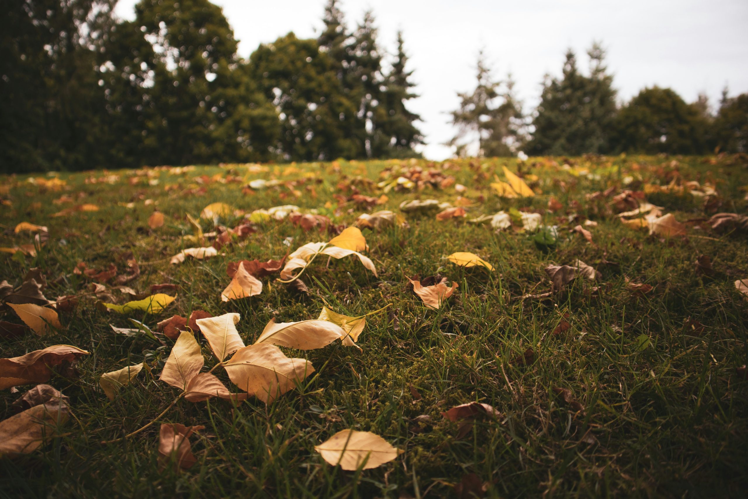 fall leaves
