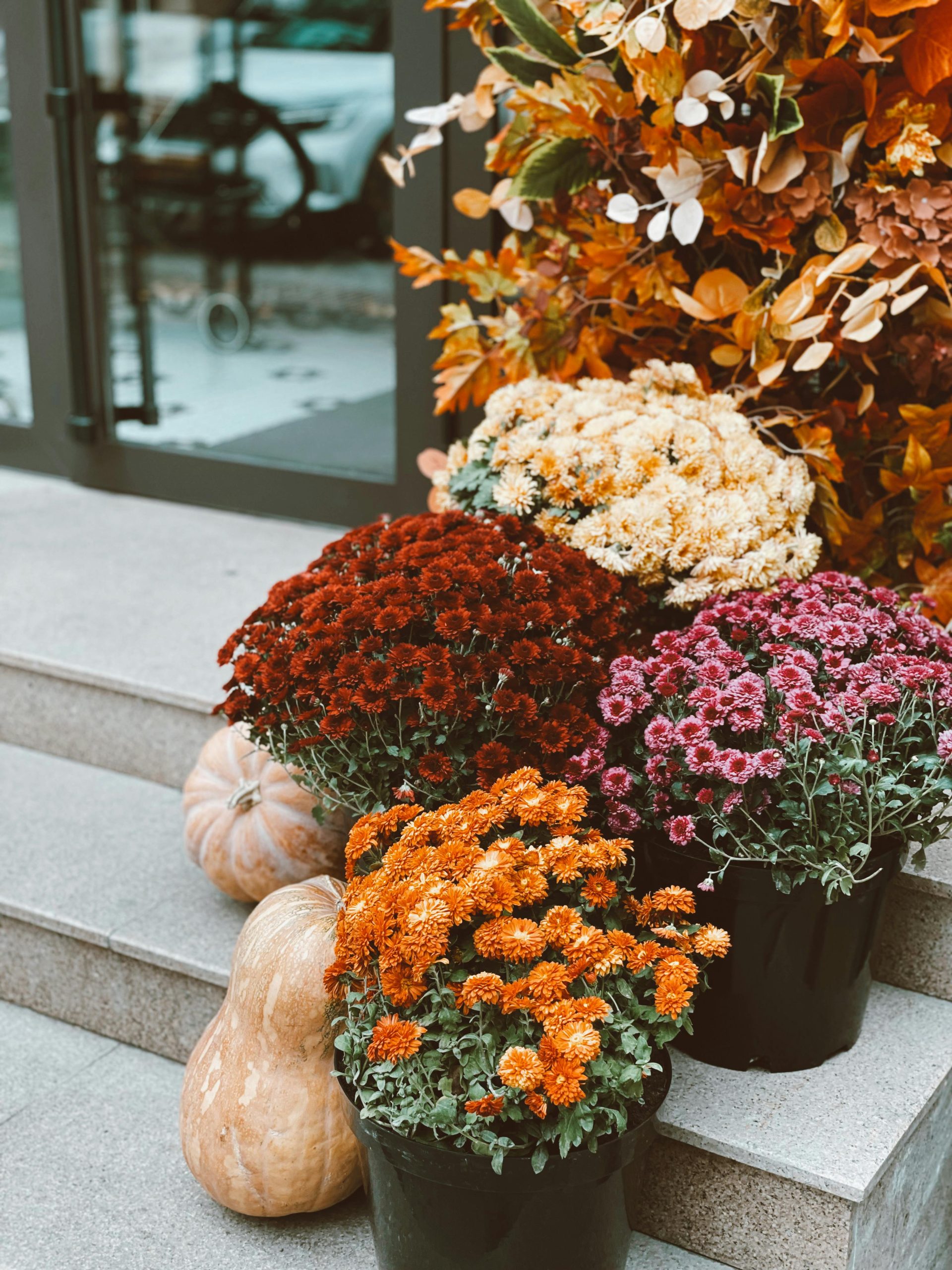 fall mums