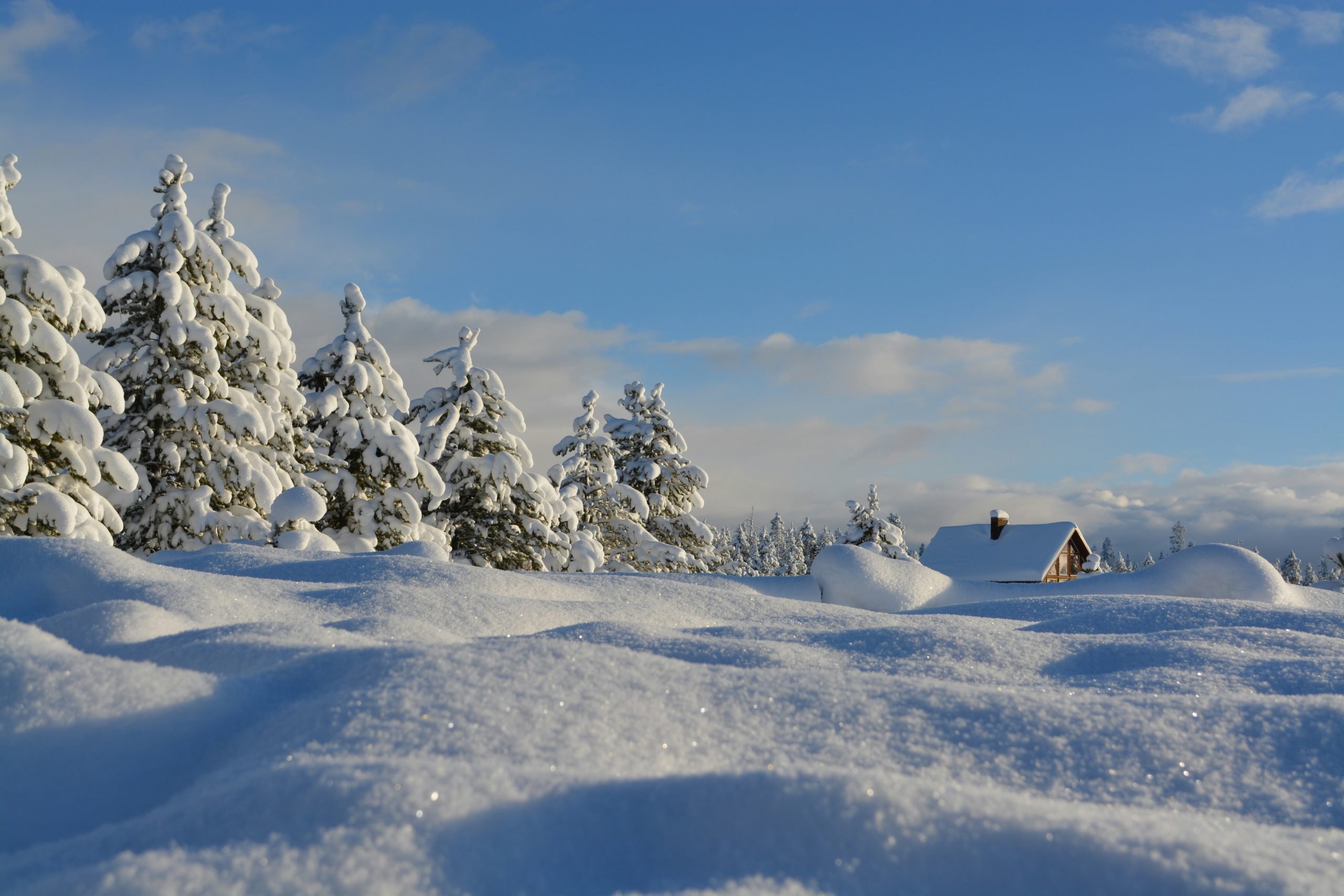 winter wonderland